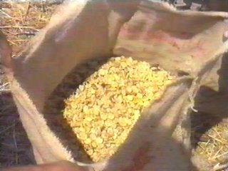 COSECHA (8)  LABRANZA
